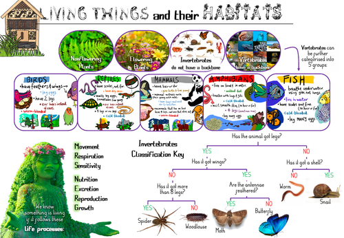 Living Things and Habitats Y4 Knowledge Organiser