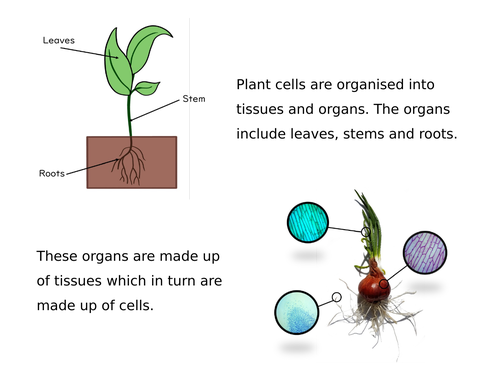 Plant Cell Organisation Slides and Worksheet (GCSE Biology AQA ...