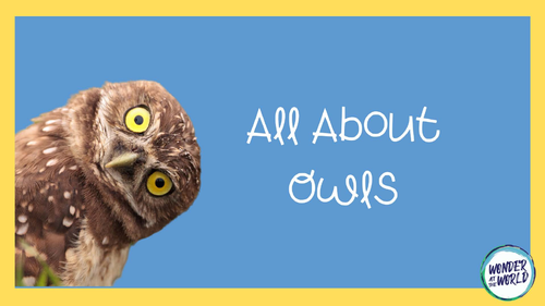 All about owls PowerPoint presentation KS2 | Teaching Resources