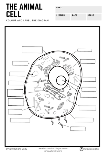 The Animal And Plant Cells Colour And Label Diagram Teaching Resources