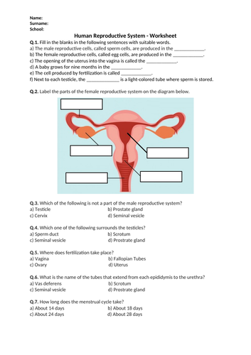 Human Reproductive System - Worksheet | Printable and Distance Learning