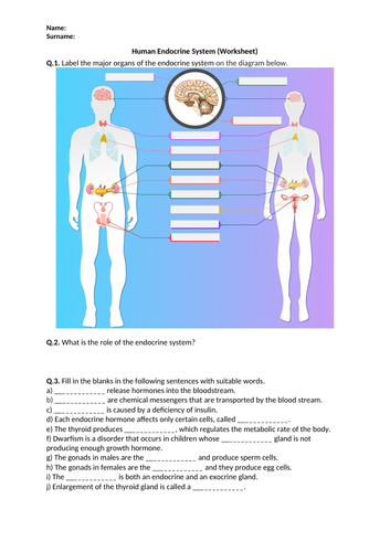 Human Endocrine System - Worksheet | Printable and Distance Learning