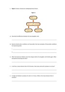 Binary Fission Slides and Worksheet (GCSE Biology AQA) | Teaching Resources