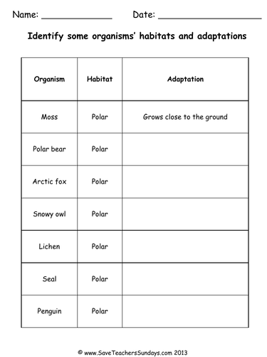 Habitats And Adaptations Ks1 Lesson Plan And Worksheets Differentiated