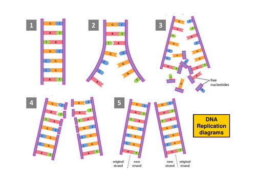 semi-conservative-method-of-dna-replication-as-unit-biological