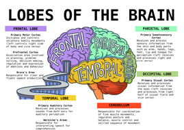 Cortical Lobes of the Brain Anchor Chart Poster | Teaching Resources