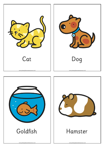 Vet Themed Flashcards | Teaching Resources