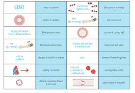 Blood vessels - Loop Game (KS4/5) | Teaching Resources