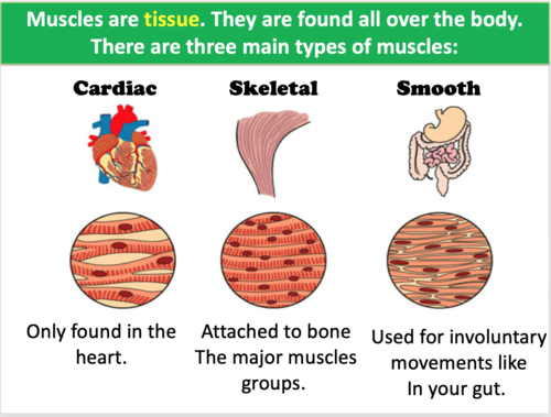 Movement: Muscles | Teaching Resources