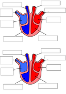 The Heart & Blood vessels (AQA - Organisation topic) | Teaching Resources