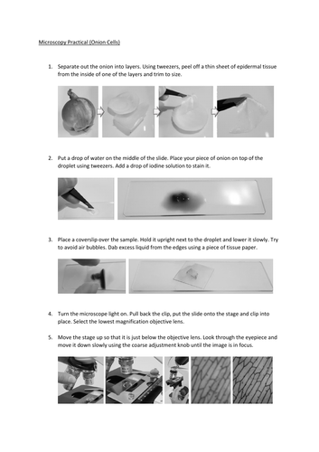 Microscopy Practical (Onion Cells) | Teaching Resources