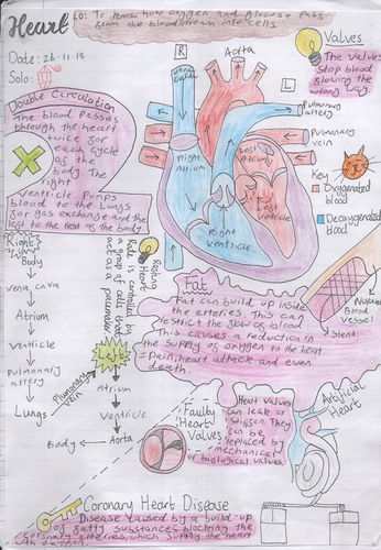 Heart and CHD Science Doodle Notes (coronary heart disease) | Teaching ...