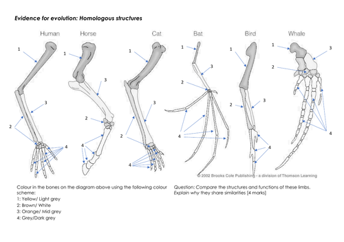 Evidence for evolution | Teaching Resources