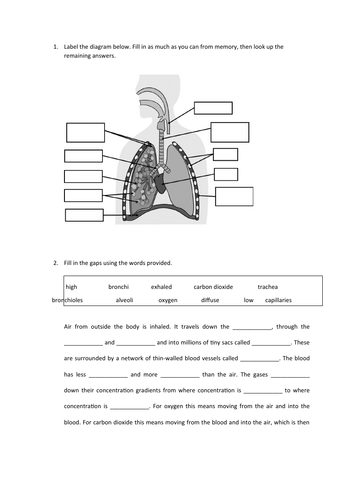 Respiratory System Slides and Worksheet (GCSE Biology AQA) | Teaching ...