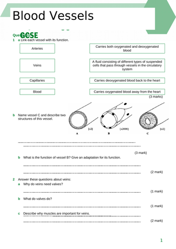 The Blood Vessels | Teaching Resources