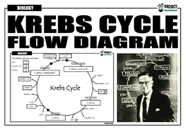 Krebs Cycle Activity [Cut and Paste] | Teaching Resources