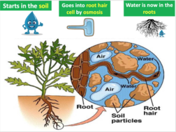 Evaporation and Transpiration | Teaching Resources