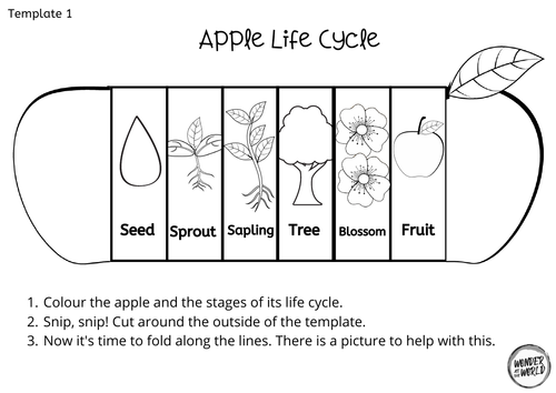 Apple Life Cycle Foldables Teaching Resources