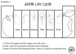 Apple Life Cycle Foldables CB2