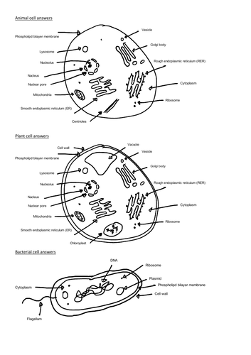 animal cell unlabeled black and white