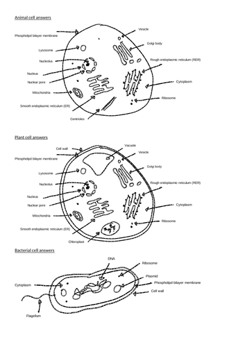Biology cell organelle labels A-level | Teaching Resources