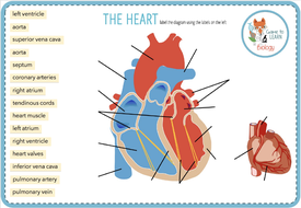 The Heart - Digital Label Activity (KS3/4) | Teaching Resources