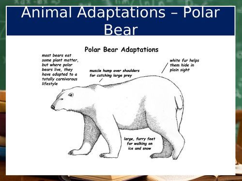 The Adaptation Of A Polar Bear