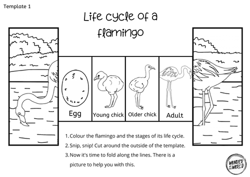 Life cycle of a flamingo foldable | Teaching Resources