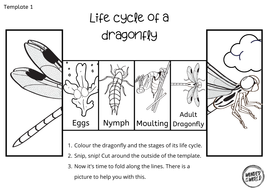 Life cycle of a dragonfly foldable | Teaching Resources