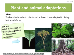 Rainforest Plant Animal Adaptations Aqa The Living World Teaching Resources