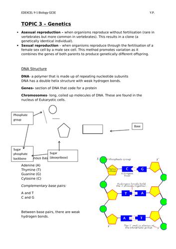 EDEXCEL BIOLOGY 9-1 GCSE (Separate) Topic 3 Genetics YP