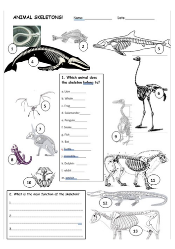 The Skeleton KS3 Activate Science | Teaching Resources