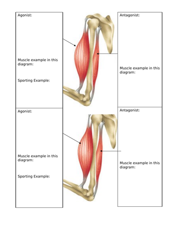 Movement Muscles KS3 Activate Science | Teaching Resources