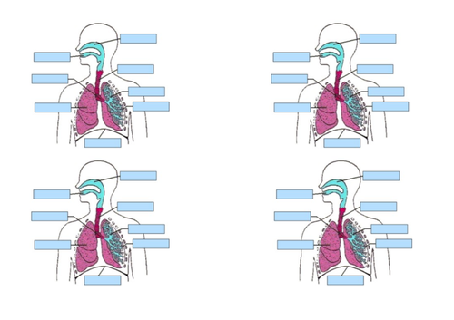 Aerobic Respiration Lesson KS3 Science | Teaching Resources