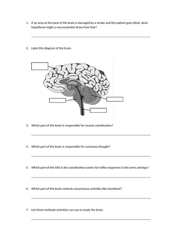 the brain slides and worksheet gcse biology aqa teaching resources