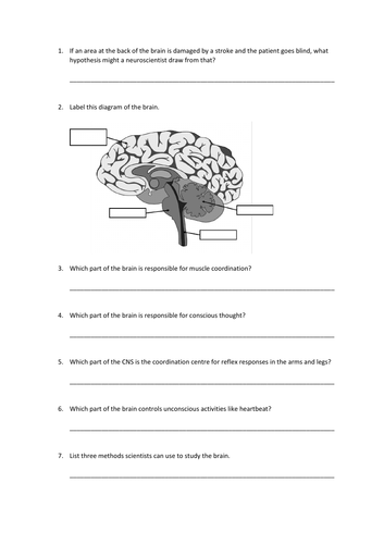 the brain slides and worksheet gcse biology aqa teaching resources