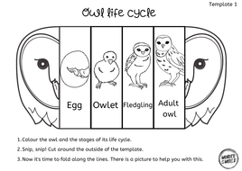 Life cycle of an owl foldable | Teaching Resources