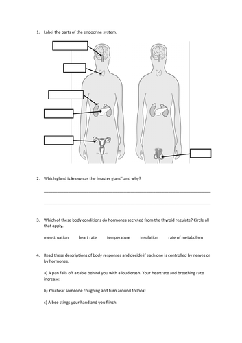 Endocrine System Slides And Worksheet Gcse Biology Aqa Teaching