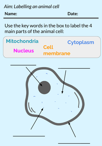 Ks3 Labelling Animal Cells Worksheet Teaching Resources