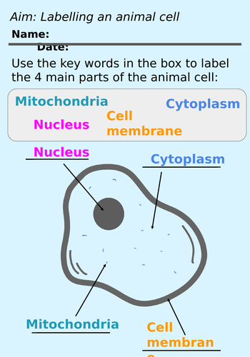 Ks3 Labelling Animal Cells Worksheet Teaching Resources