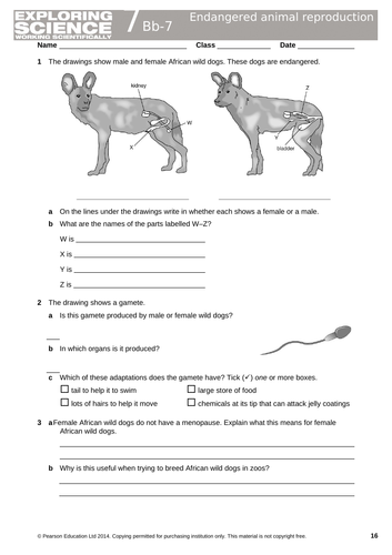 Male & Female Reproductive Systems | Teaching Resources