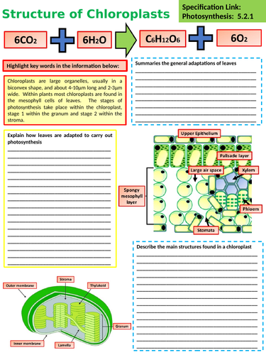 A Level Biology Chloroplast Structure Lesson & Activities | Teaching