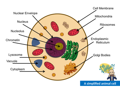 Cells - A complete set of resources for AQA AS/A-Level Biology ...