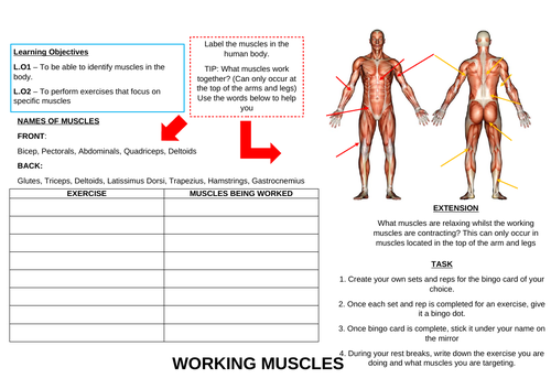 Muscles Worksheet | Teaching Resources