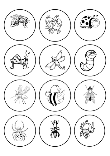 Insects Labels to Colour and Match | Teaching Resources