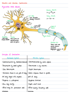 A Level Biology Notes - Nervous Coordination and Muscles | Teaching ...