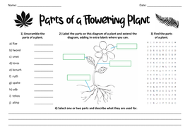 Parts of a Flowering Plant | Teaching Resources