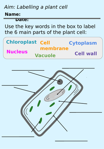 15+ Label The Plant Cell Game