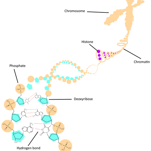 chromosome structure labeled