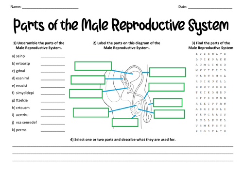 Parts Of The Male Reproductive System Teaching Resources 5102